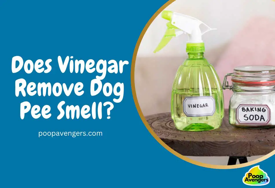 Pee And Vinegar