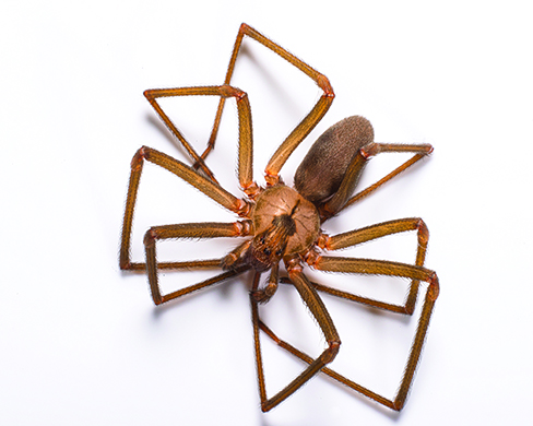 Pennsylvania Brown Spiders