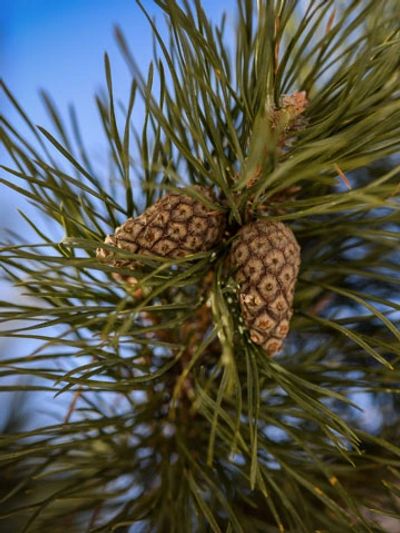 Pine Beetle Control: Prevention Tips