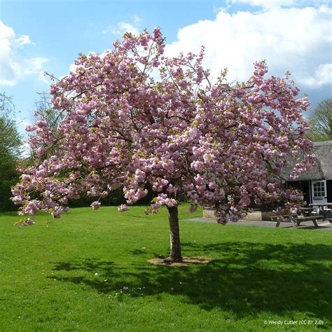 Pink Perfection Prunus Care Tips