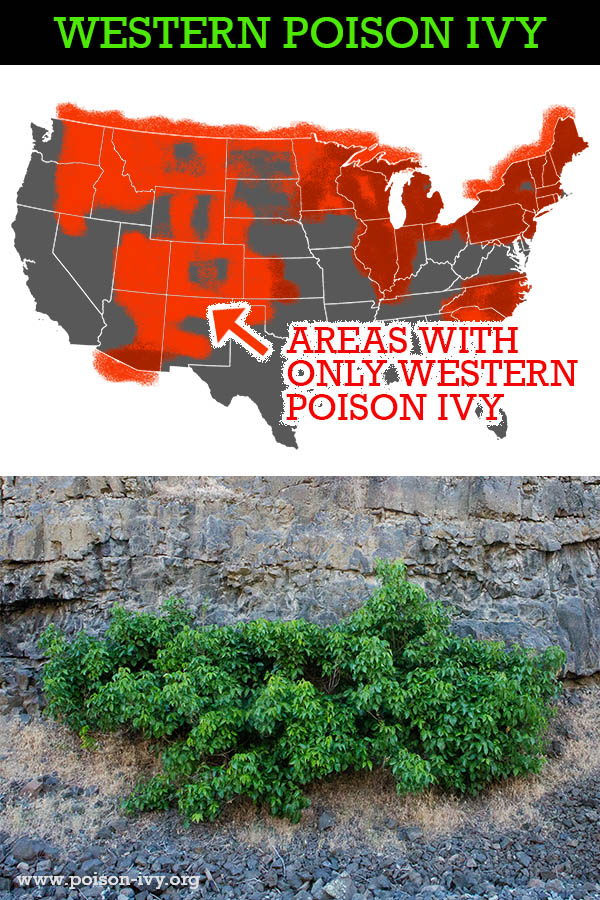 Poison Plants In Washington State