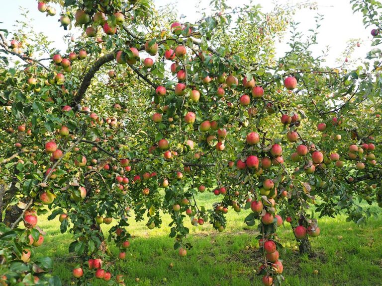 Pollinate Pear Tree
