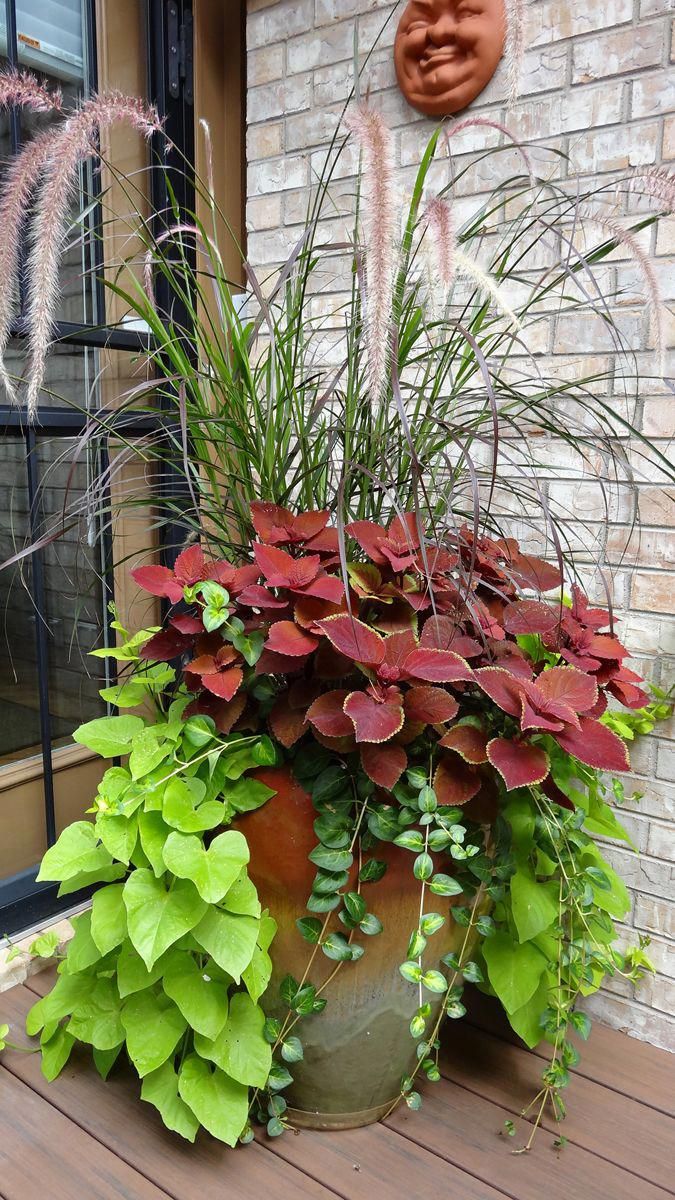 Potato Climber Plant