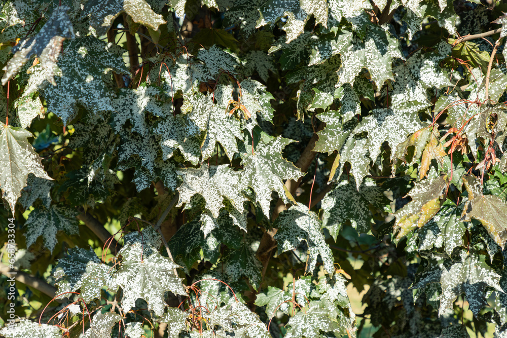 Powdery Mildew On Maple