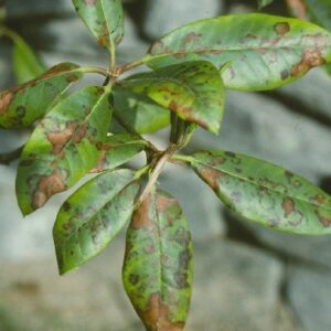 Powdery Mildew On Rhododendron