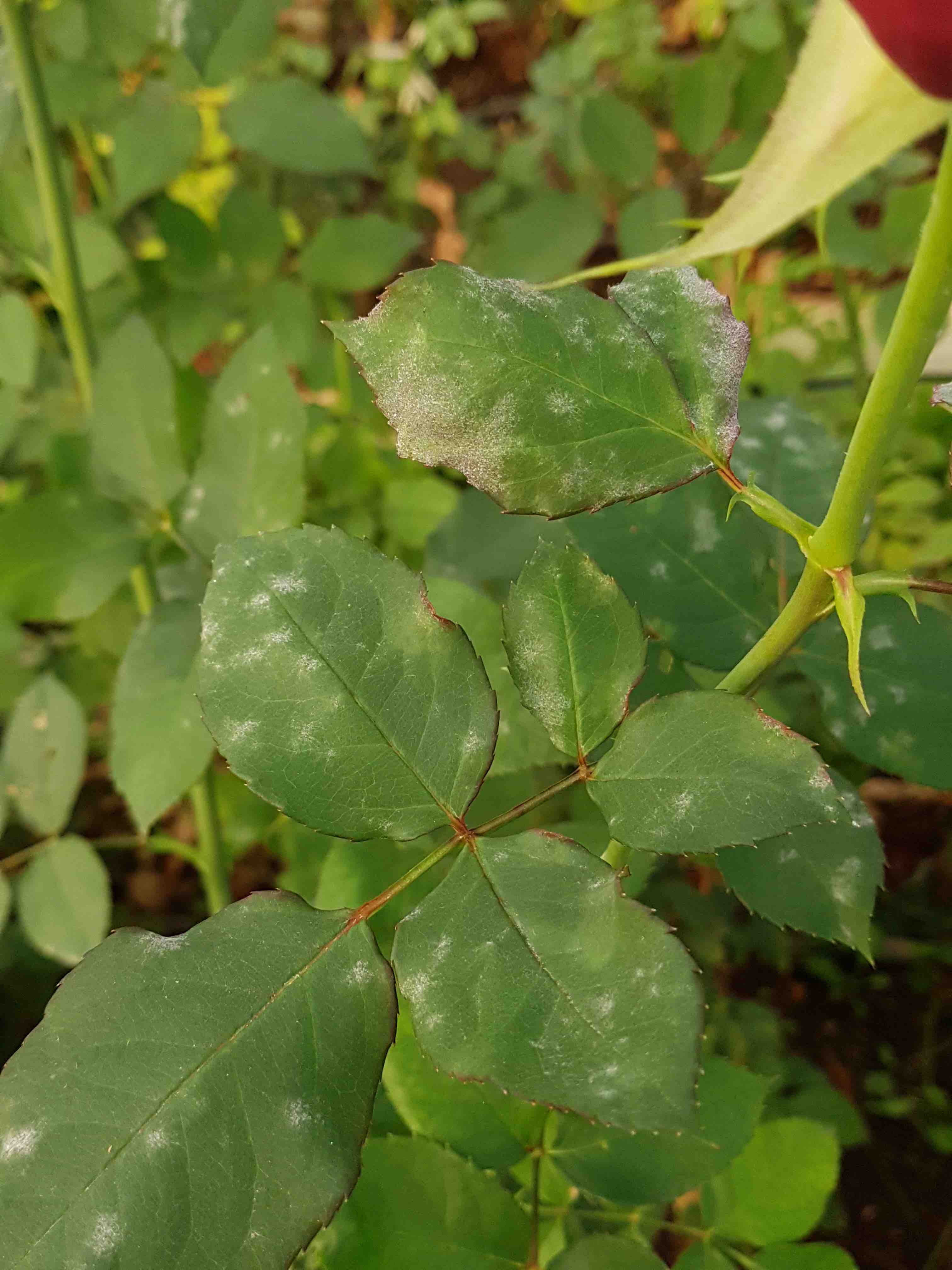 Powdery Mildew Roses