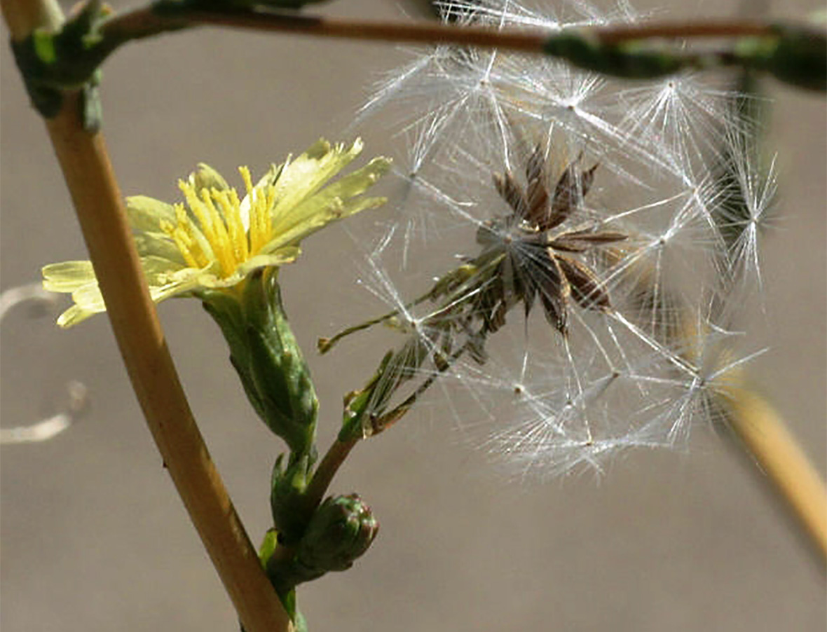 Prickly Lettuce Weed Killer