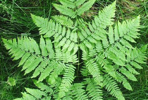 Pteridium Aquilinum Bracken Fern Pteridium Aquilinum Bracken Fern