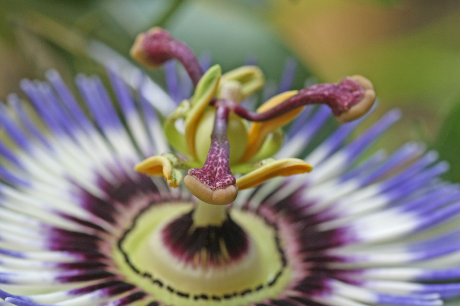 Red Passiflora Caerulea