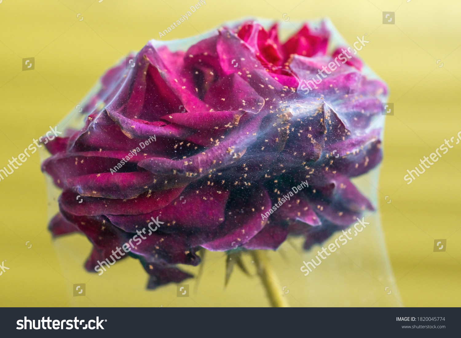 Rose Bush Mites