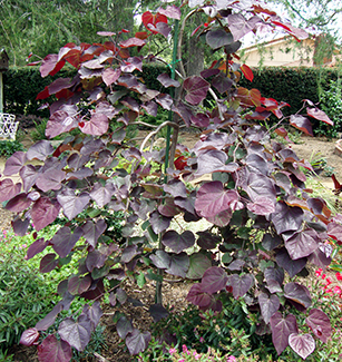 Ruby Falls Weeping Redbud Problems