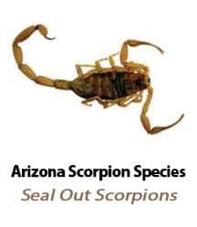 Scorpion Species In Arizona