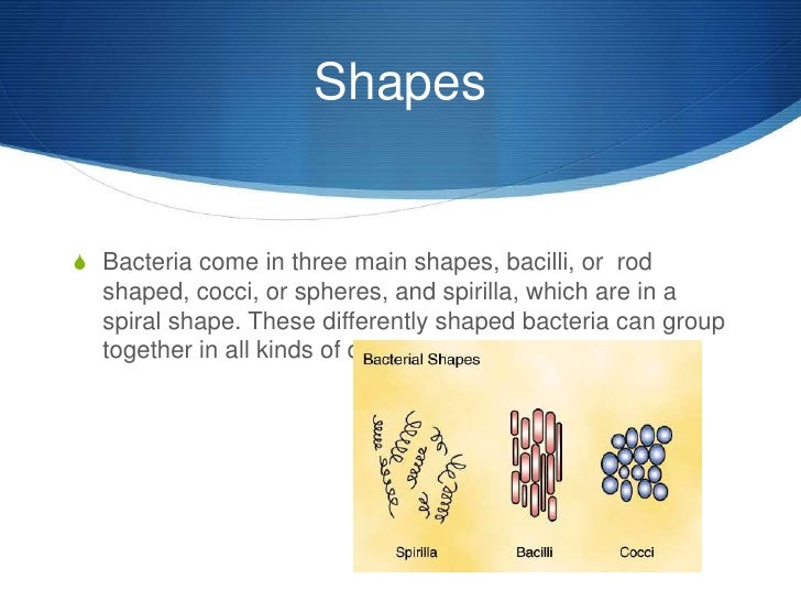 Slide Of E Coli