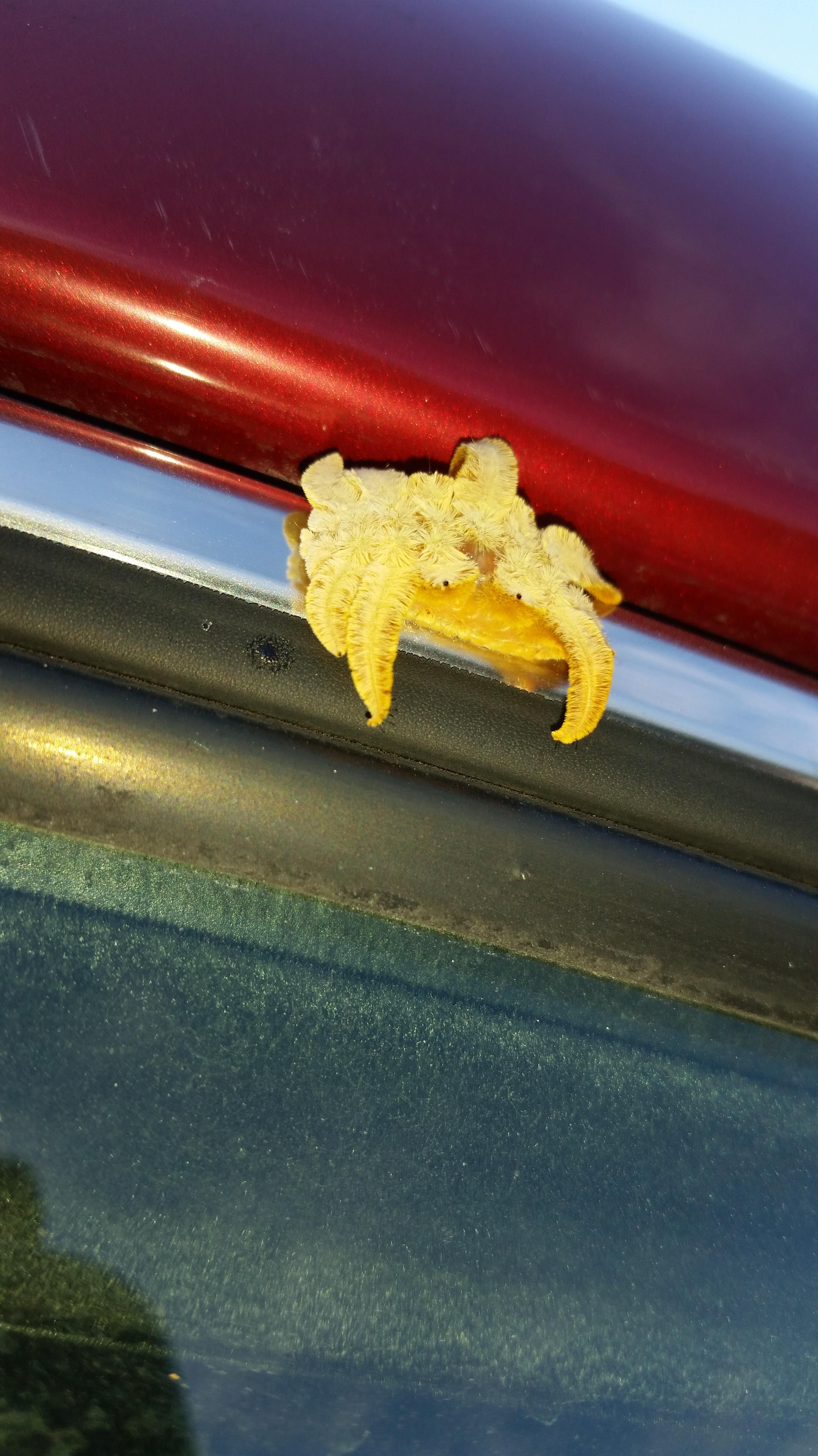Slug Looking Bug