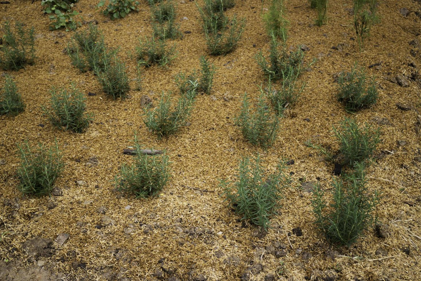 Small Rosemary Plants