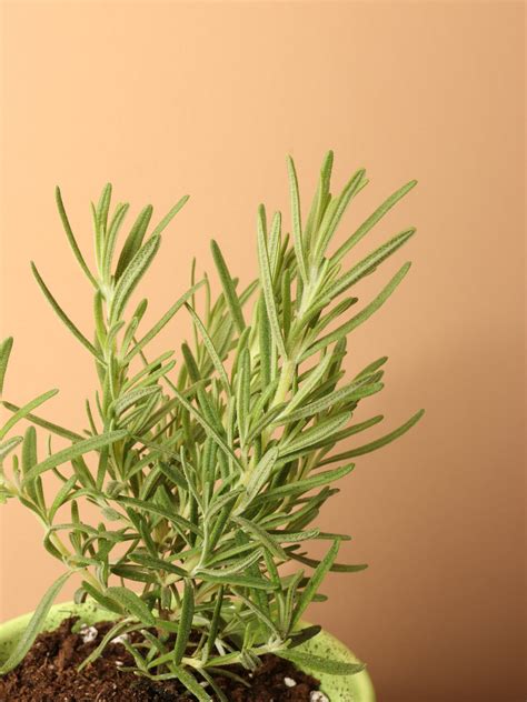 Small Rosemary