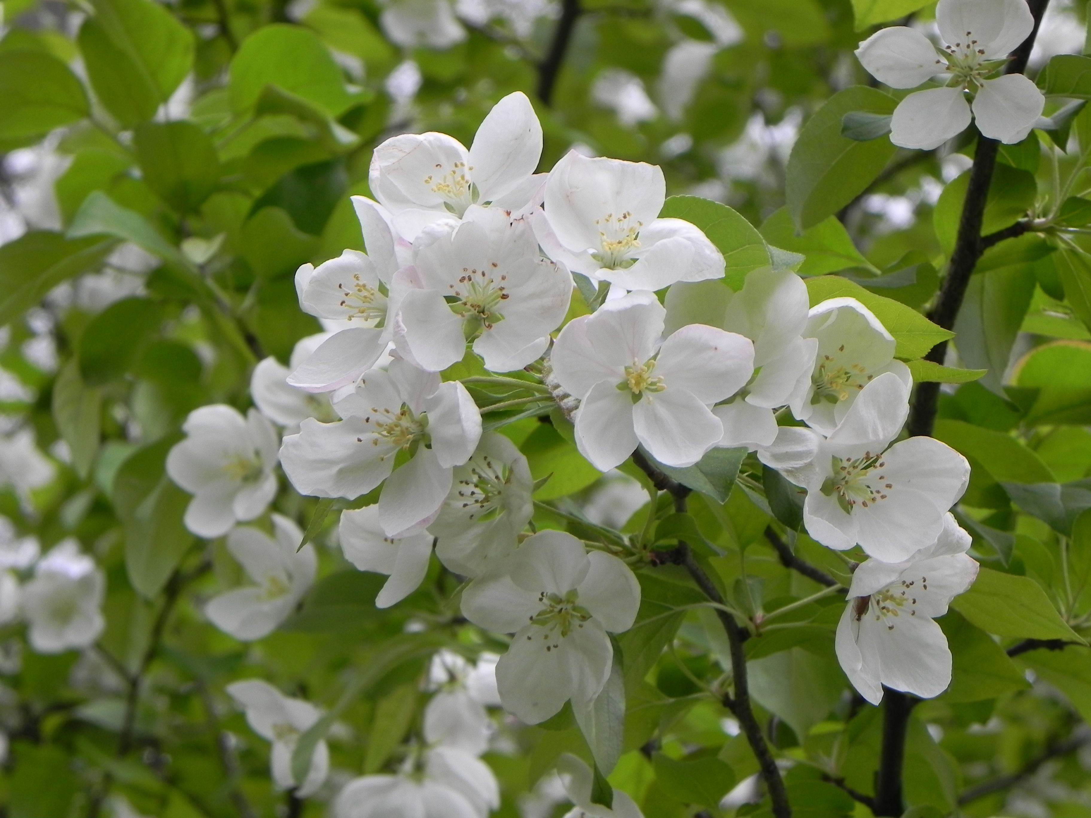 Small White Flower Trees: Grow Beautiful Blooms Fast