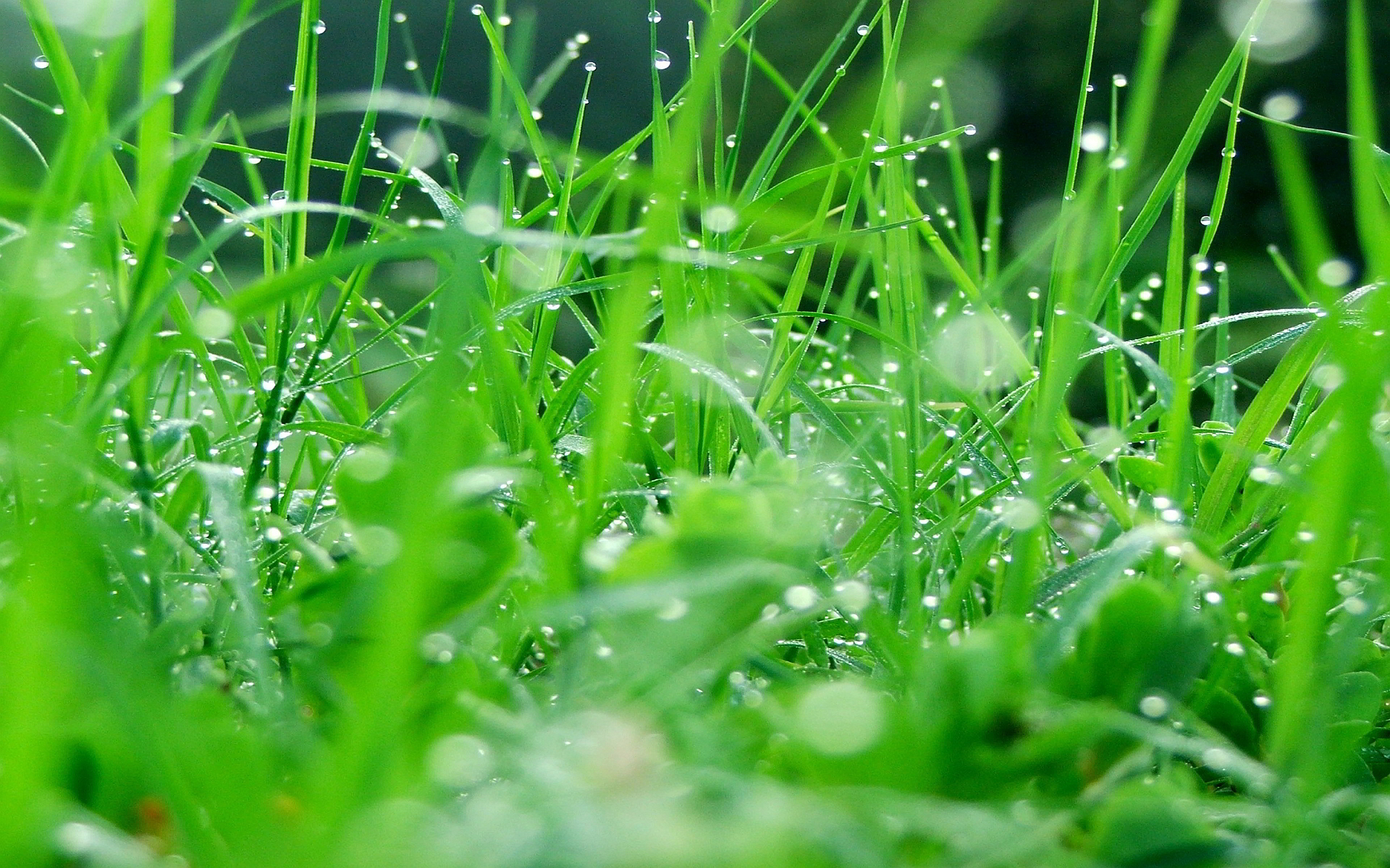 Soccer Field Care: Pro Tips For Lush Grass