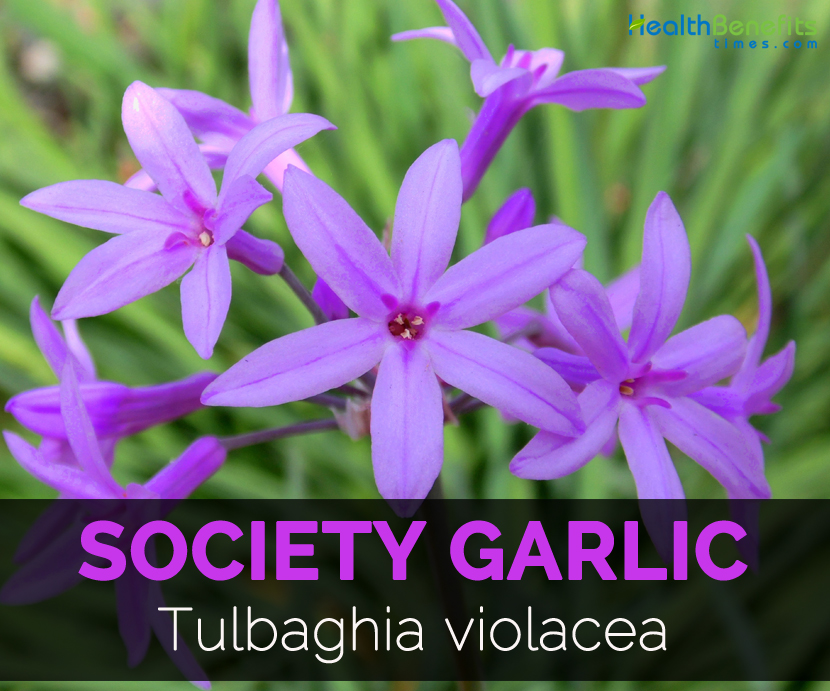 Society Garlic Benefits