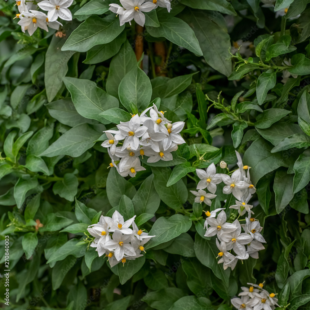 Solanum Laxum Commonly Potato Vine Potato Climber Jasmine Solanum Laxum Commonly Potato Vine Potato Climber Jasmine