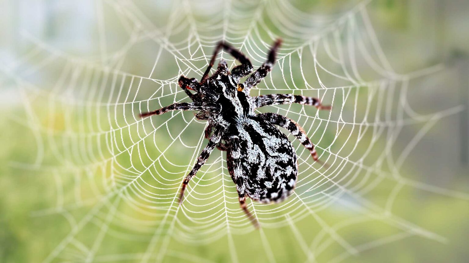Spider White With Black Spots