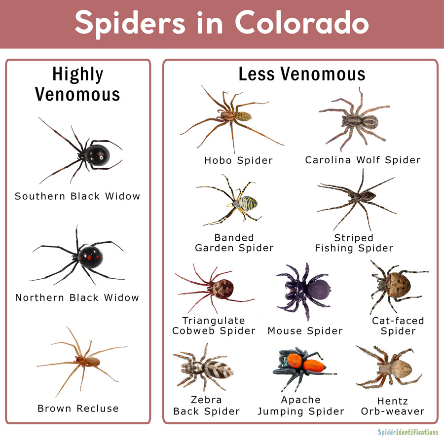 Spiders In Colorado: Full Guide
