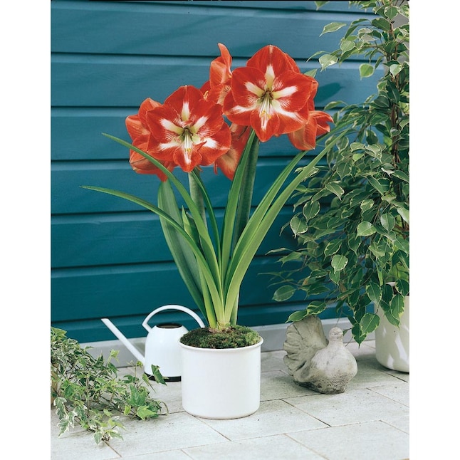 Star Of Holland Amaryllis