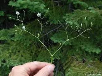 Starwort Care: Grow Healthy Plants Easily