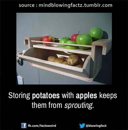 Storing Apples And Potatoes