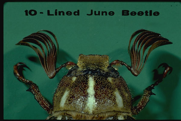 Tenlined June Beetles: Know The Risks
