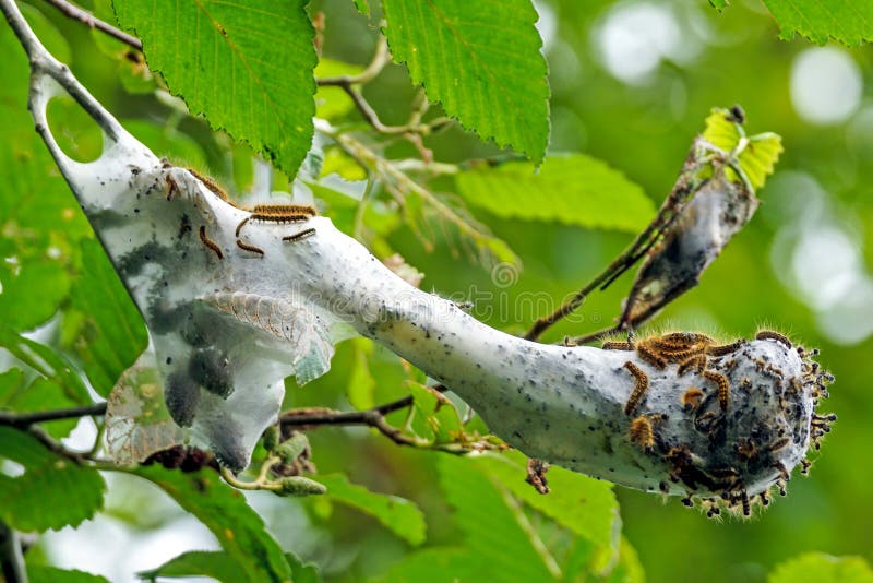 Tent Caterpillar Washington State