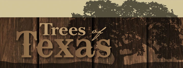 Texas Tree Id Made Easy
