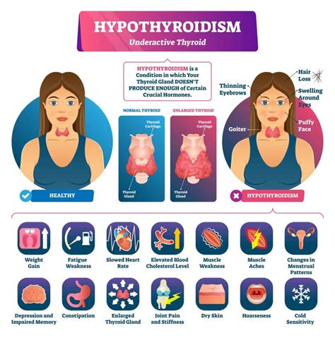 Thyroid Gland Guide: Size And Function