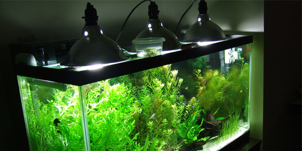 Tree Planted By Water: Thriving Guide