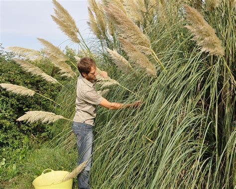 Trim Pampas Grass