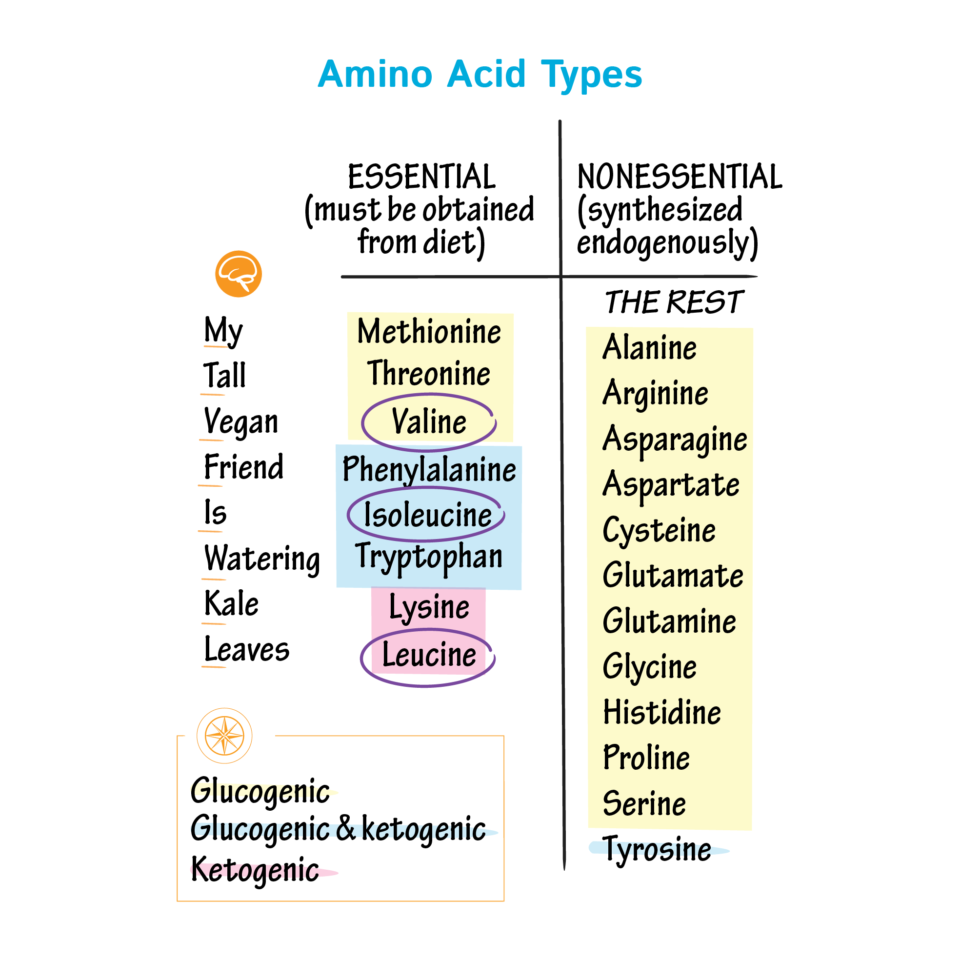 Types Of Amino Acid