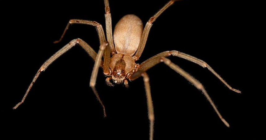 Venomous Spiders In Pa