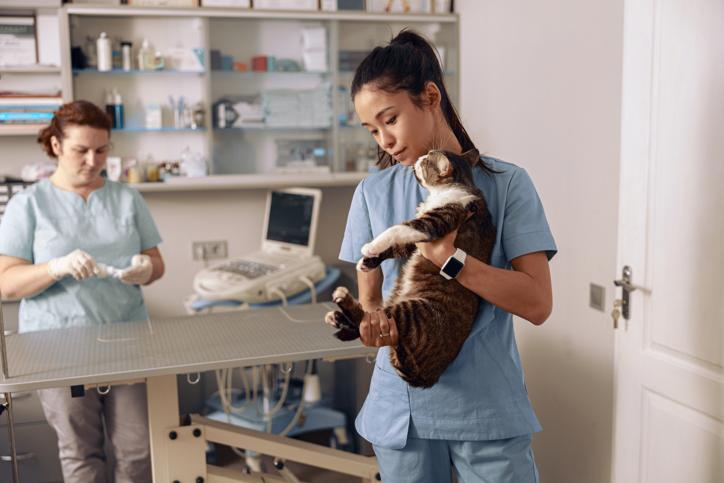 Vet Assistant Job Description