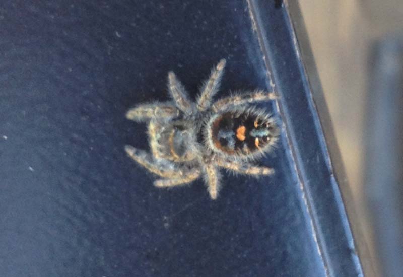 Washington Jumping Spider