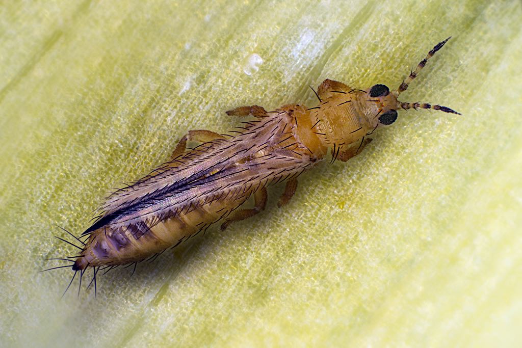 Western Flower Thrips Guide: Identify And Manage