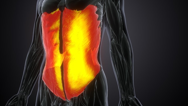 What Affects Blood Supply Of Lower Leg? Improve Circulation