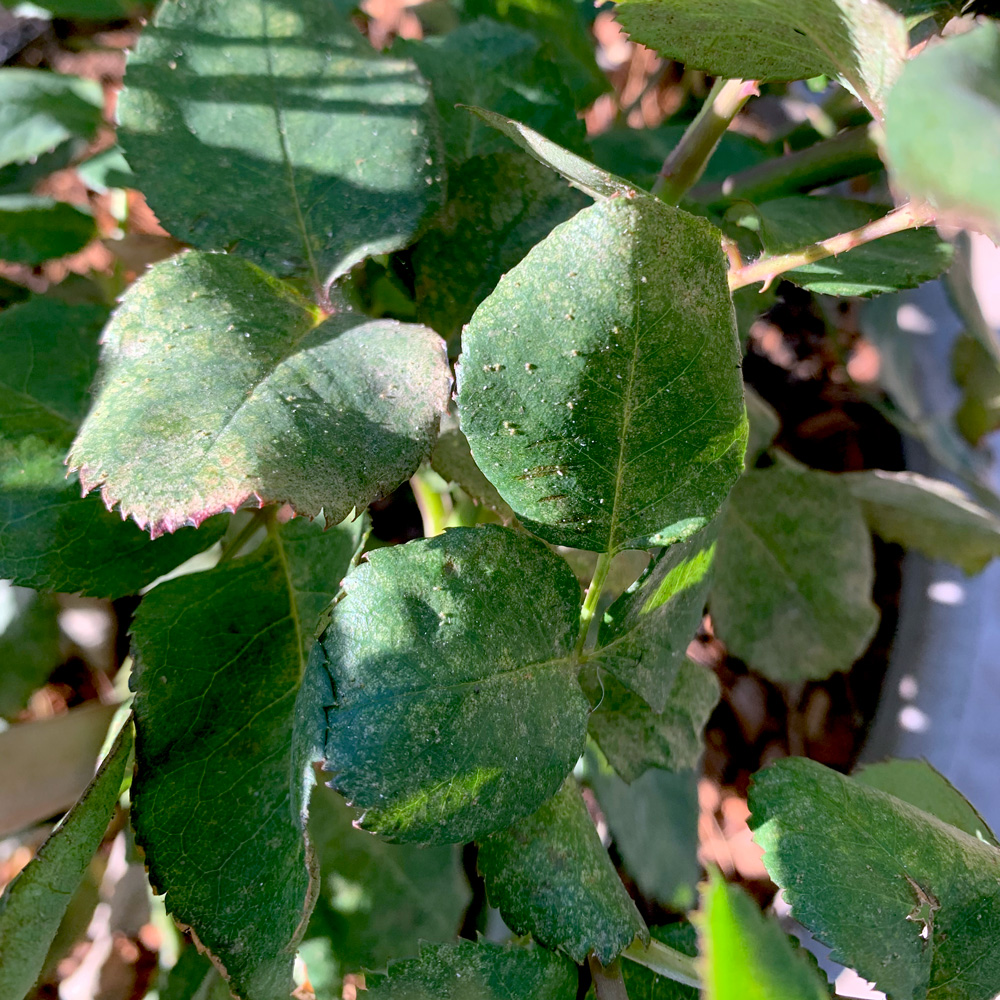 What Are Rose Spider Mites? Effective Control Methods