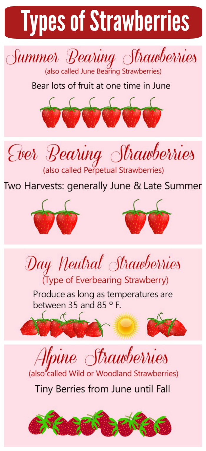 What Are Washington Strawberries? Best Growing Tips