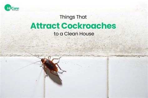 What Attracts Michigan Ground Beetles? Stop Infestations