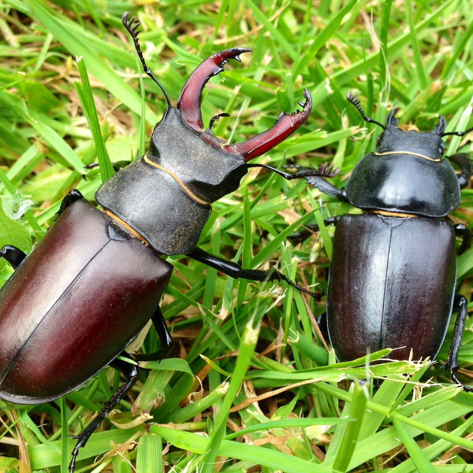 What Attracts Stag Beetles? Control Tips What Attracts Stag Beetles? Control Tips
