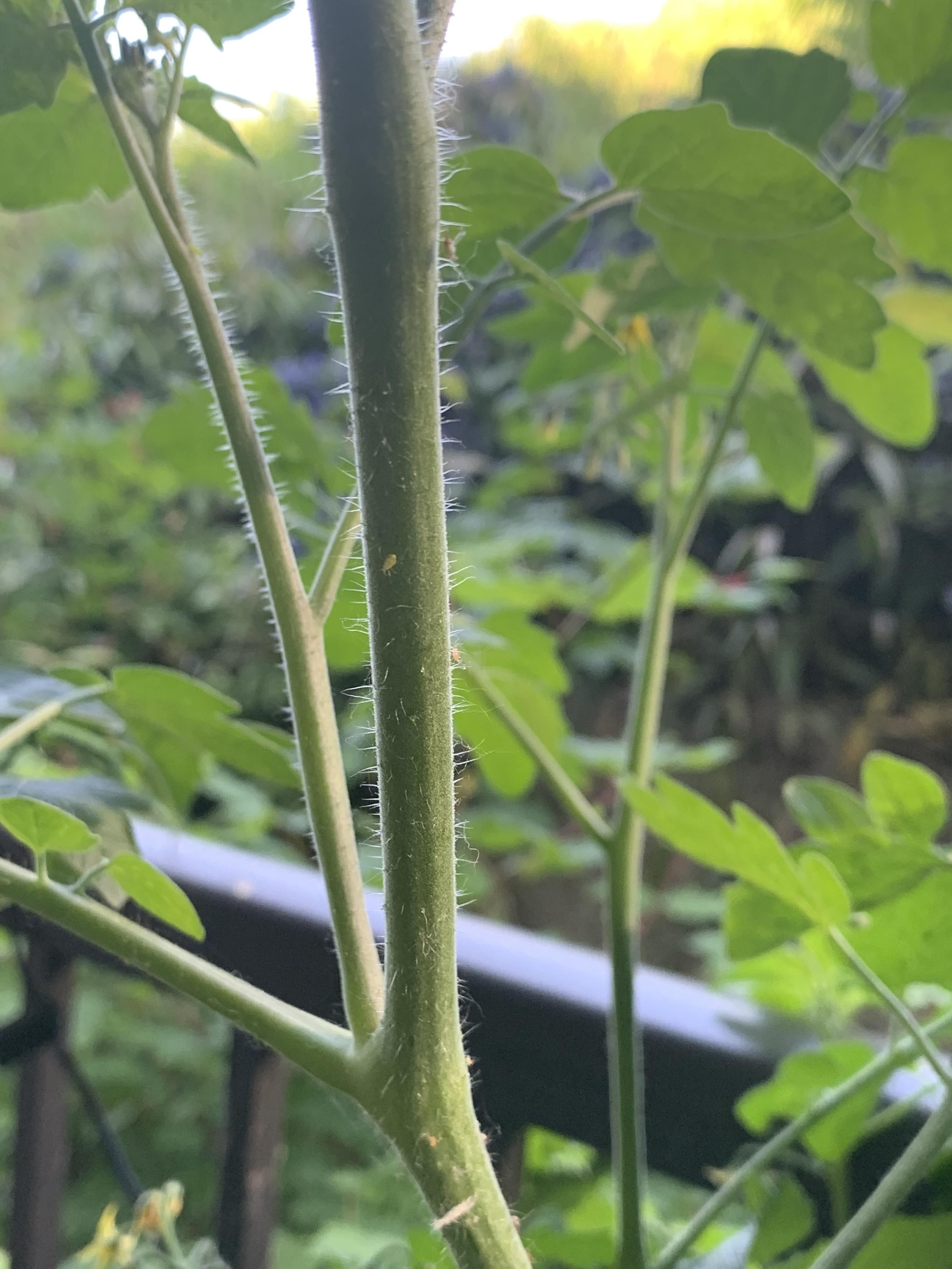 What Causes Aphids On Peach Tree? Effective Removal
