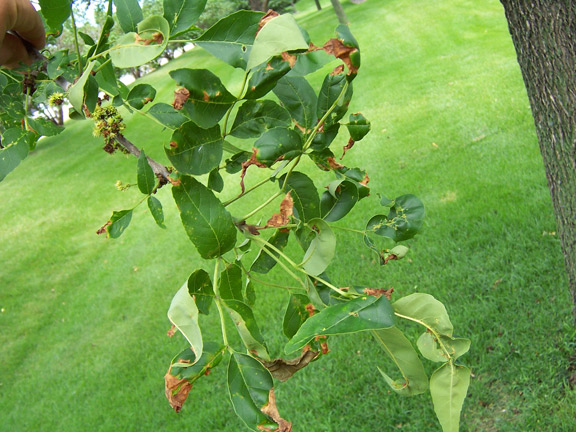 What Causes Ash Tree Anthracnose? Treatment Guide