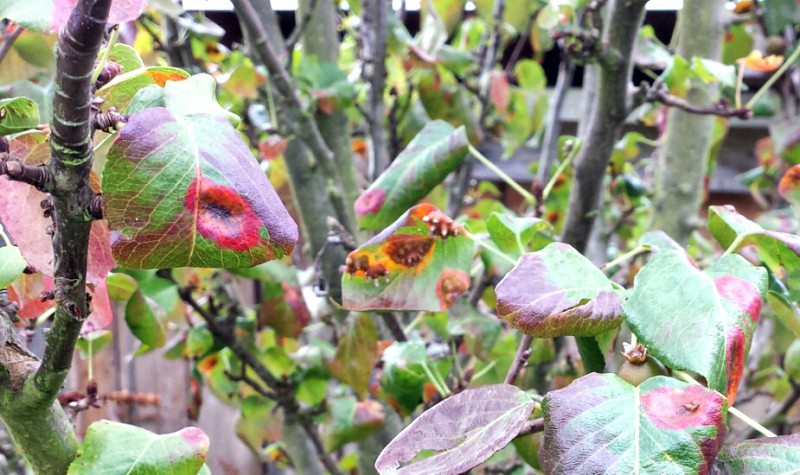 What Causes Pear Trellis Rust? Effective Control Methods