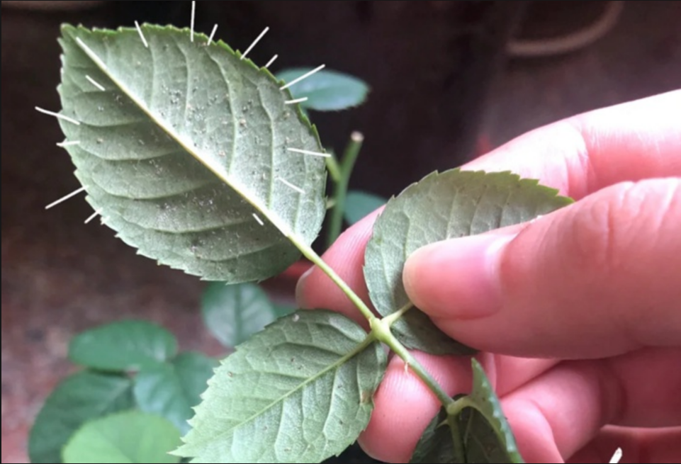 What Causes Roses Spider Mites? Effective Control Tips What Causes Roses Spider Mites? Effective Control Tips