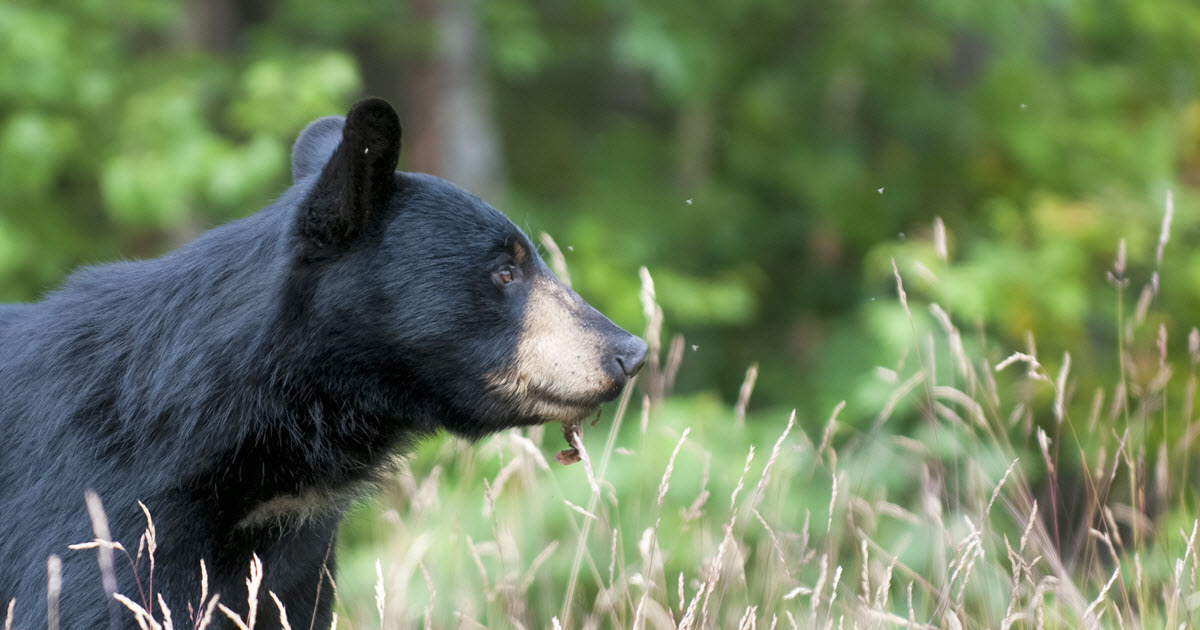 What Do Black Bears Eat Unveiling Their Diet Secrets Mammalslife What Do Black Bears Eat Unveiling Their Diet Secrets Mammalslife